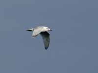 Mouette mélanocéphale Ichthyaetus melanocephalus