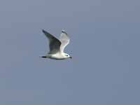 Mouette mélanocéphale Ichthyaetus melanocephalus