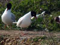 Mouette mélanocéphale Ichthyaetus melanocephalus PHR3