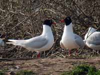 Mouette mélanocéphale Ichthyaetus melanocephalus PHR3