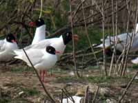 Mouette mélanocéphale Ichthyaetus melanocephalus PHR3