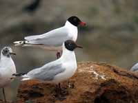 Mouette mélanocéphale Ichthyaetus melanocephalus