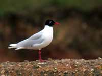 Mouette mélanocéphale Ichthyaetus melanocephalus