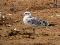 Mouette mélanocéphale Ichthyaetus melanocephalus