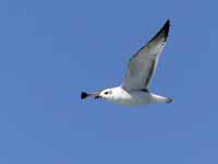 Mouette mélanocéphale Ichthyaetus melanocephalus