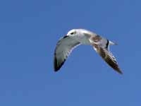 Mouette mélanocéphale Ichthyaetus melanocephalus