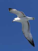 Mouette mélanocéphale Ichthyaetus melanocephalus