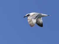 Mouette mélanocéphale Ichthyaetus melanocephalus