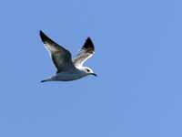 Mouette mélanocéphale Ichthyaetus melanocephalus