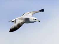 Mouette mélanocéphale Ichthyaetus melanocephalus