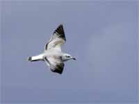 Mouette mélanocéphale Ichthyaetus melanocephalus