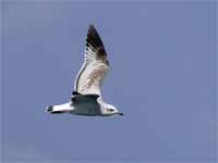 Mouette mélanocéphale Ichthyaetus melanocephalus