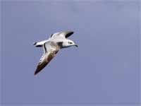 Mouette mélanocéphale Ichthyaetus melanocephalus