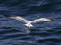 Mouette mélanocéphale Ichthyaetus melanocephalus