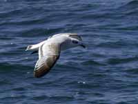 Mouette mélanocéphale Ichthyaetus melanocephalus