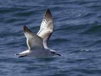 Mouette mélanocéphale Ichthyaetus melanocephalus