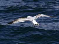 Mouette mélanocéphale Ichthyaetus melanocephalus