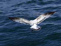 Mouette mélanocéphale Ichthyaetus melanocephalus