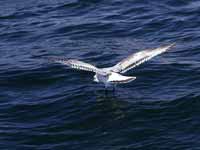 Mouette mélanocéphale Ichthyaetus melanocephalus