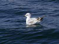 Mouette mélanocéphale Ichthyaetus melanocephalus