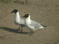 Mouette mélanocéphale Ichthyaetus melanocephalus x Mouette rieuse Ichthyaetus ridibundus