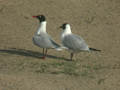 Mouette mélanocéphale Ichthyaetus melanocephalus x Mouette rieuse Ichthyaetus ridibundus