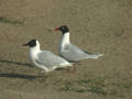 Mouette mélanocéphale Ichthyaetus melanocephalus x Mouette rieuse Ichthyaetus ridibundus