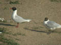 Mouette mélanocéphale Ichthyaetus melanocephalus x Mouette rieuse Ichthyaetus ridibundus