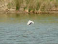 Mouette pygmée Hydrocoloeus minutus