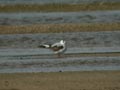 Mouette pygmée Hydrocoloeus minutus