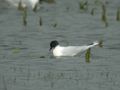 Mouette pygmée Hydrocoloeus minutus