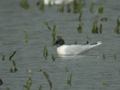 Mouette pygmée Hydrocoloeus minutus