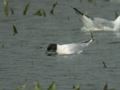 Mouette pygmée Hydrocoloeus minutus