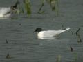 Mouette pygmée Hydrocoloeus minutus