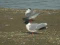 Mouette pygmée Hydrocoloeus minutus