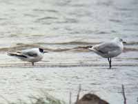 Mouette pygmée Hydrocoloeus minutus