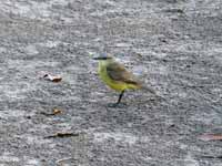 Moucherolle querelleur Machetornis rixosa