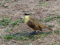 Moucherolle querelleur Machetornis rixosa