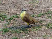 Moucherolle querelleur Machetornis rixosa