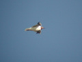 Mouette rieuse Chroicocephalus ridibundus