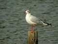 Mouette rieuse Chroicocephalus ridibundus