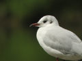 Mouette rieuse Chroicocephalus ridibundus