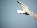 Mouette rieuse Chroicocephalus ridibundus