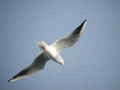 Mouette rieuse Chroicocephalus ridibundus