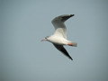 Mouette rieuse Chroicocephalus ridibundus