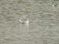 Mouette rieuse Chroicocephalus ridibundus leucique