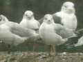 Mouette rieuse Chroicocephalus ridibundus A51P