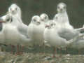 Mouette rieuse Chroicocephalus ridibundus A51P