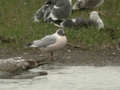 Mouette rieuse Chroicocephalus ridibundus