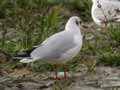 Mouette rieuse Chroicocephalus ridibundus R6N